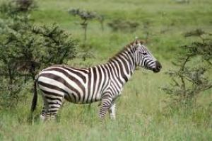 Zebra